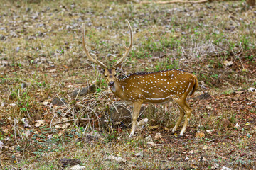 Image of spotted deer in natural habitat.