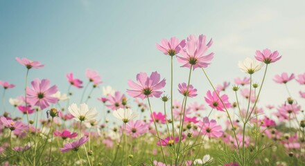 Blooming Flower Field with Pink and White Flowers Against Blue Sky