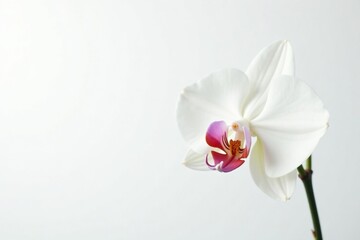 Obraz premium Delicate white orchid blossom against pure white background, bright, bloom