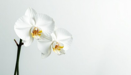 Delicate white orchid blossom against pure white , isolated, image
