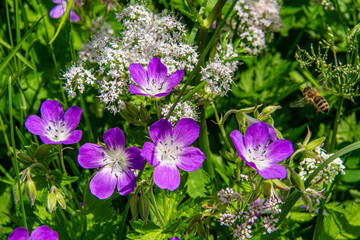 Fototapete bei efototapeten.de bestellen   