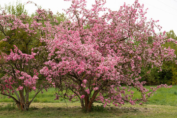 Pink blossoming apple trees in the park. A pink flowering tree. Spring Garden