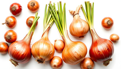 Fresh bulbs of onion on a white background, flat papercut style. with white shades