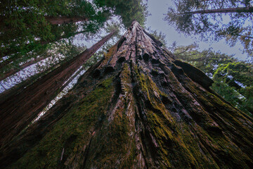 Thick and mossy bark of the California redwood tree (Sequoia sempervirens), view from below, California, United States