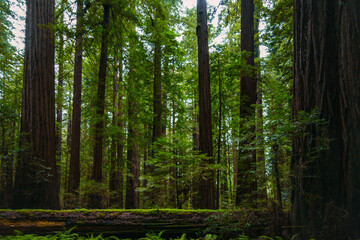 Huge California redwood trees (Sequoia sempervirens) in Founders Grove, Humboldt Redwoods State Park, California, United States