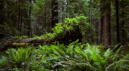 Fallen California redwood tree trunk (Sequoia sempervirens) with ferns in Founders Grove, Humboldt Redwoods State Park, California, United States