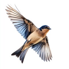 Obraz premium A wild flying bird photography animal image.