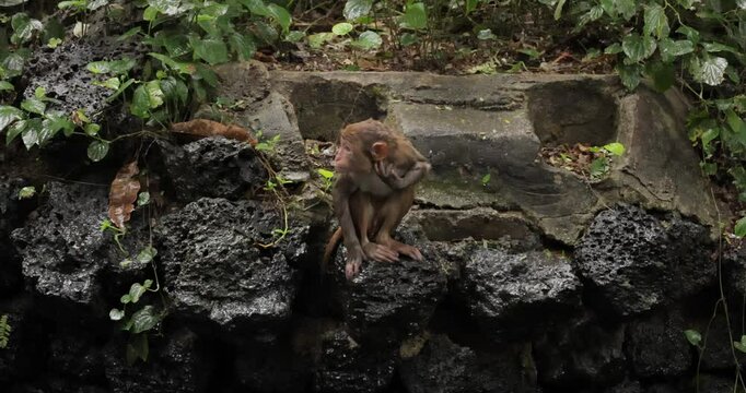 Macaques in nature. Macaques constitute a genus (Macaca) of gregarious monkeys. Macaques are found in a variety of habitats throughout the Asian continent and are highly adaptable.