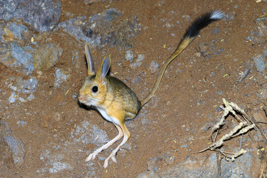 The jerboa (Scarturus williamsi) is a species in danger of extinction and is on the red list.