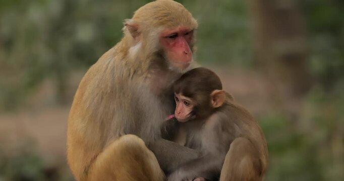Macaques in nature. Macaques constitute a genus (Macaca) of gregarious monkeys. Macaques are found in a variety of habitats throughout the Asian continent and are highly adaptable.