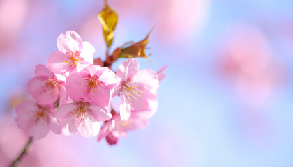 Obraz premium Close Up Pink Cherry Blossoms Springtime Nature