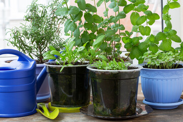 Homegrown Herbs in Pots.