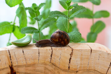 Snail (helix albescens} on a Wooden Surface.