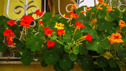 Background with yellow and orange nasturtium flowers