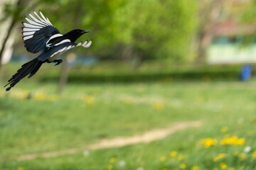 A Majestic Bird Gracefully Soars Through the Bright Blue Sky Above a Lush Green Field