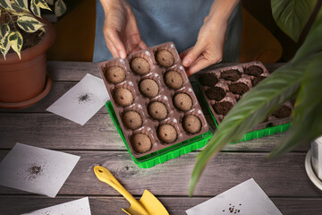 Gardening. The woman is engaged in planting plants, flowers in peat tablets. photo