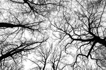 Tree branches isolated on white background. Dead tree without leaves. Black trees silhouettes on...