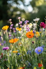 Colorful wildflowers in a meadow