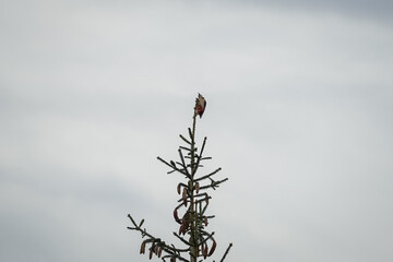 Great Spotted Woodpecker (Dendrocopos major) standing on top of a spruce tree with cloudy grey sky in the background, North Rhine-Westphalia, Germany