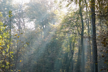 Fototapeta premium Bright sunbeams shining from the sky through the green leaf trees and making light line pattern in the white fog, North Rhine-Westphalia, Germany