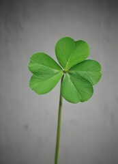 Close-up of a single four-leaf clover, vivid green hue,  Ireland,  flora