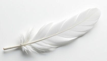 Obraz premium Crisp white feathers on a stark white backdrop , abstract, wing