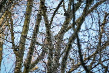 Eurasian jay (Garrulus glandarius) hiding in between a lot of small braches making a natural messy pattern,  North Rhine-Westphalia, Germany