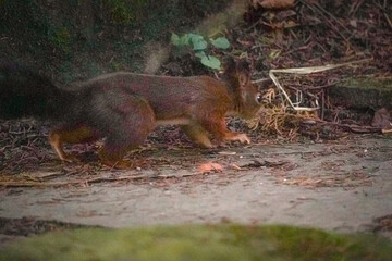 Eurasian red squirrel (Sciurus vulgaris) running low on the ground in a disguise and being alert...