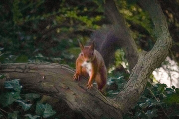 Stylistic image of a Eurasian red squirrel (Sciurus vulgaris) standing on a tree and looking at you, moody, North Rhine-Westphalia, Germany