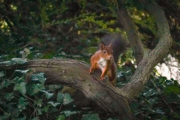 Grainy image of a Eurasian red squirrel (Sciurus vulgaris) standing on a tree and looking to the right side, moody, North Rhine-Westphalia, Germany