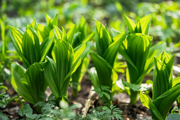 Fresh green ramsons or wild garlic leaves are growing on the forest floor, illuminated by sunlight filtering through the trees in springtime