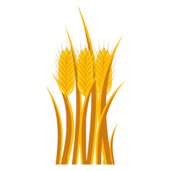 Bouquet of golden wheat ears on a white background. Vector.
