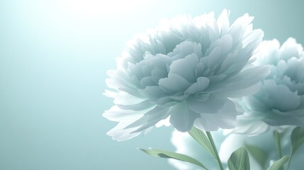 Obraz premium Soft, pastel-toned flowers in gentle light