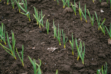 Rows of vibrant green garlic sprouts emerge from the dark, fertile soil, promising a healthy harvest and embodying the principles of sustainable agriculture