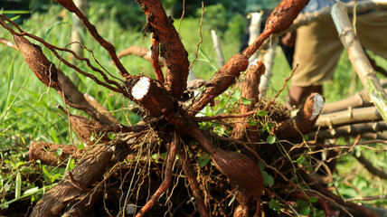 Freshly harvested cassava roots with vibrant, earthy textures and intricate root structures, captured in a lush green field