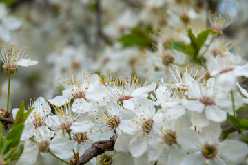 Blossoming white flowers in springtime garden