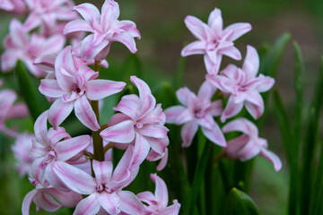 Fototapeta premium Pink hyacinth blooms in a vibrant spring garden setting