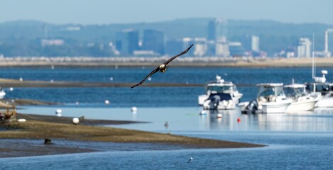 bald eagle over the sea