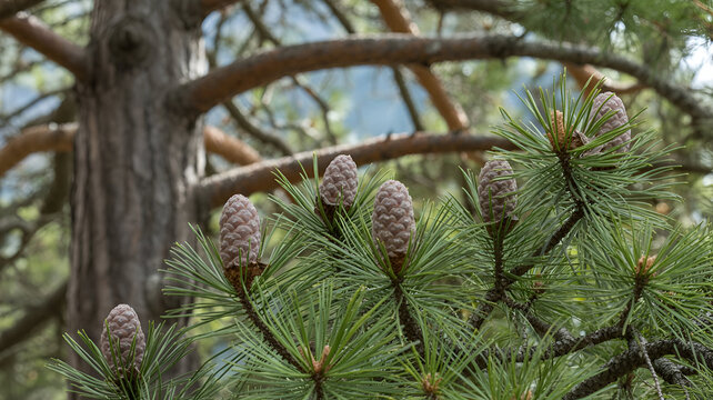 Stone pine cones grace the branches of the Swiss stone pine in Switzerland.