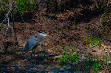 Fototapeta premium Great blue heron standing still at the edge of the forest