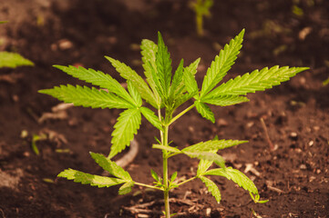 Young cannabis seedling in the ground. Growing medical cannabis concept. Horizontal background