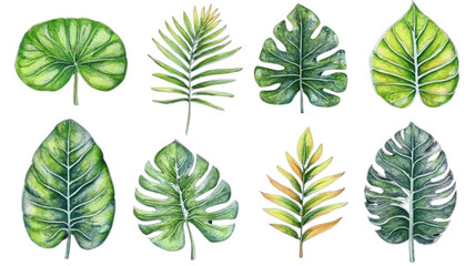 Watercolor illustration of tropical leaves on transparent background, perfect for summer designs