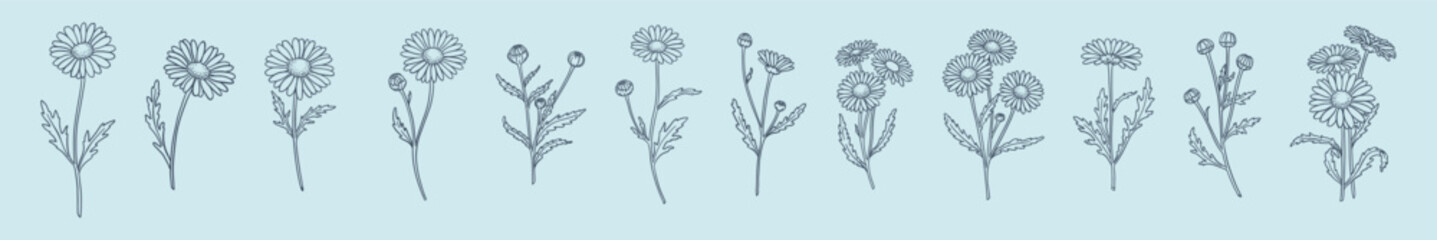 a set of daisy flowers in a linear hand-drawn style © Olena Hnatiuk