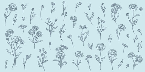 a set of daisy flowers in a linear hand-drawn style