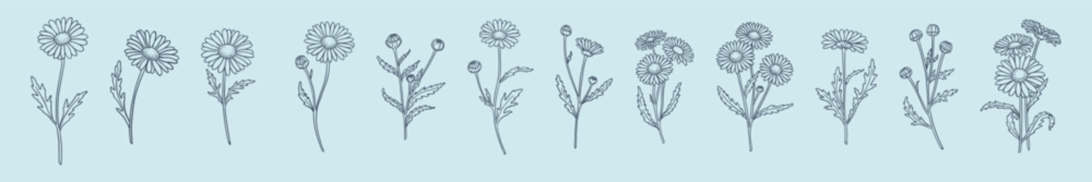 Fototapeta a set of daisy flowers in a linear hand-drawn style