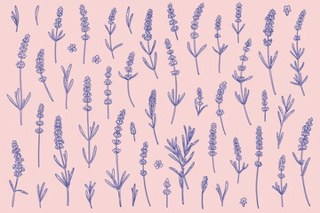 set of lavender flowers of different shapes in linear style