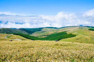 車山高原　６月