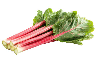 Freshly harvested rhubarb stalks arranged on a white background ready for culinary use