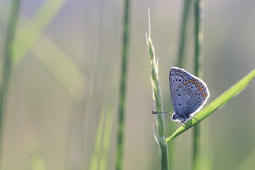 una farfalla licenide al tramonto