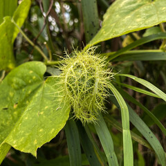 Fruit of Stinking Passionflower, passiflora foetida